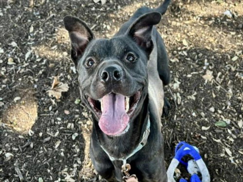 picture of the dog needing adoption