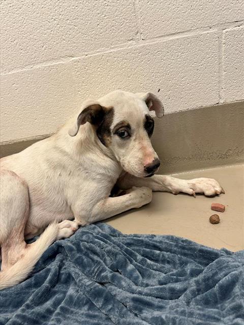 adoptable Dog in Austin, TX named *ORVILLE