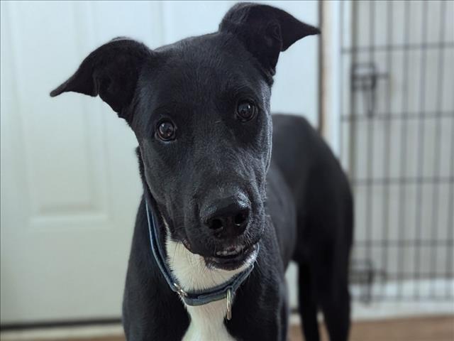 adoptable Dog in Austin, TX named *DARIUS