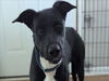 adoptable Dog in  named *DARIUS