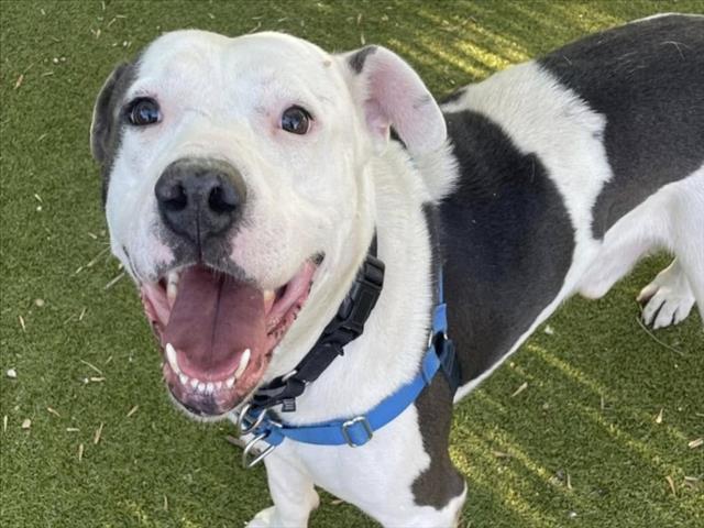 adoptable Dog in Austin, TX named *ZERO