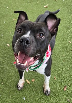 BRUCE - Pit Bull Terrier available for adoption