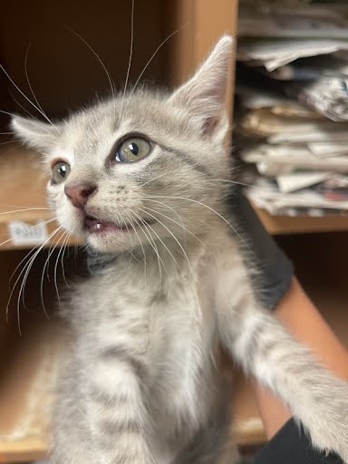 picture of the cat needing adoption