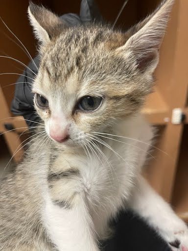 picture of the cat needing adoption