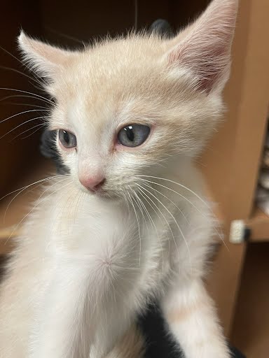 picture of the cat needing adoption