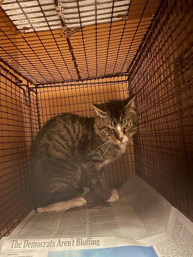 picture of the cat needing adoption