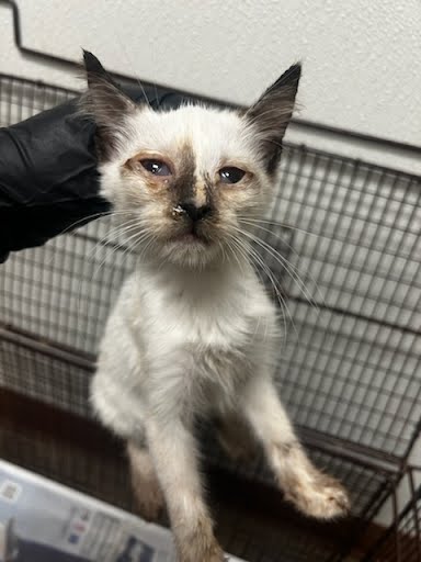 picture of the cat needing adoption