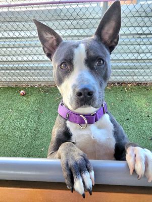 *WINTER - Pit Bull Terrier available for adoption