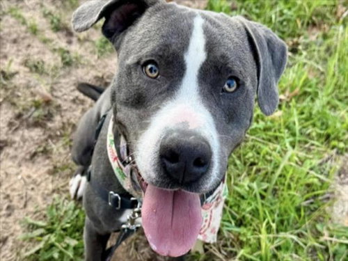 GOLIATH JR - Pit Bull Terrier available for adoption