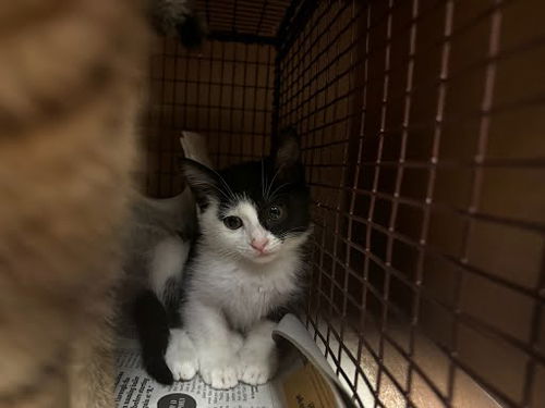 picture of the cat needing adoption