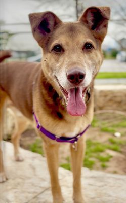 *CHURRO - Labrador Retriever available for adoption