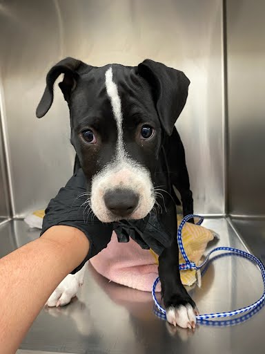 MARLO - Pit Bull Terrier available for adoption