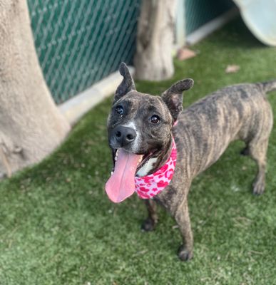 CADENCE - Pit Bull Terrier available for adoption