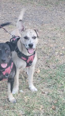 adoptable Dog in Austin, TX named LUCY
