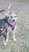 adoptable Dog in  named LUCY
