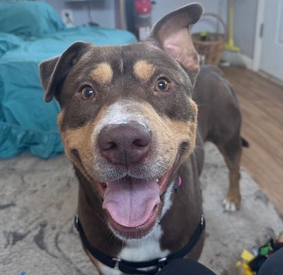 *EDDIE - Pit Bull Terrier / Labrador Retriever available for adoption