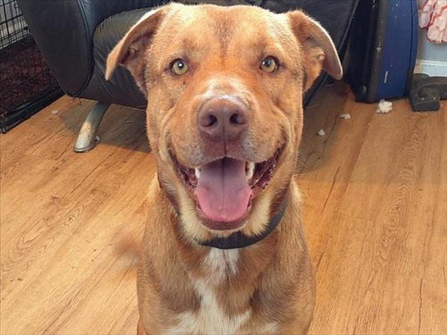 *ELIJAH - Labrador Retriever available for adoption