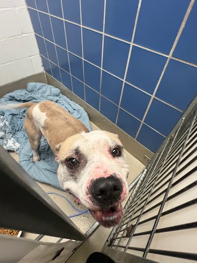 SCRAPPI - Pit Bull Terrier available for adoption