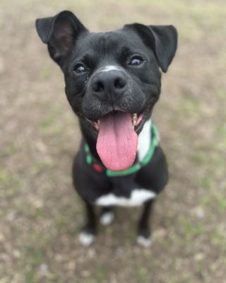*BARTOK - Staffordshire Bull Terrier / Bull Terrier available for adoption