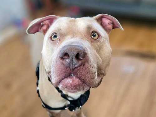*ICED TEA - Pit Bull Terrier available for adoption