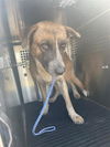 adoptable Dog in  named *BUDDY THE ELF
