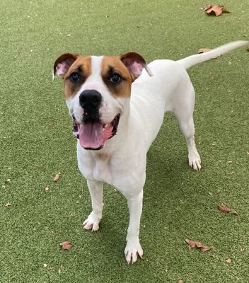adoptable Dog in Austin, TX named RALPH