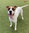 adoptable Dog in  named RALPH
