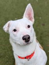 adoptable Dog in  named *GALA