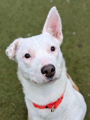 *GALA - Australian Cattle Dog/Blue Heeler available for adoption
