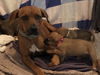 adoptable Dog in  named *DAISY MAE