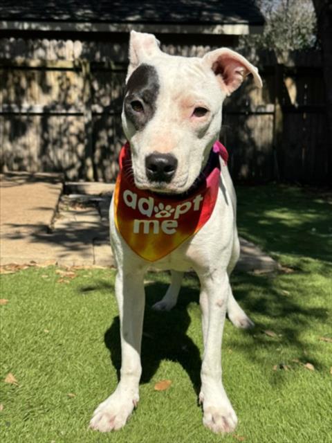 DOLLY - Bull Terrier available for adoption