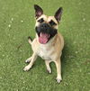 adoptable Dog in  named CARMELA