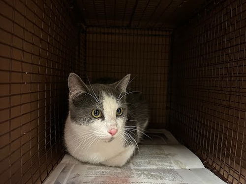 picture of the cat needing adoption