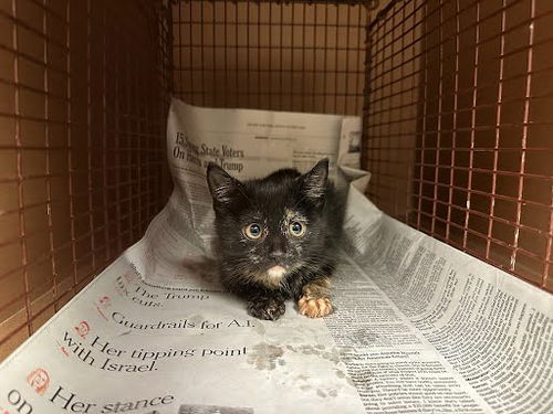 picture of the cat needing adoption