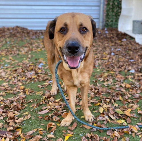 *COMET - Bloodhound available for adoption