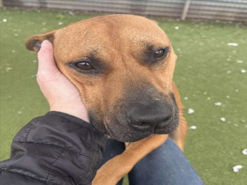 RUDY - American Pit Bull Terrier available for adoption