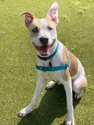 picture of the dog needing adoption