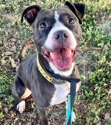 MILLIE - Pit Bull Terrier available for adoption