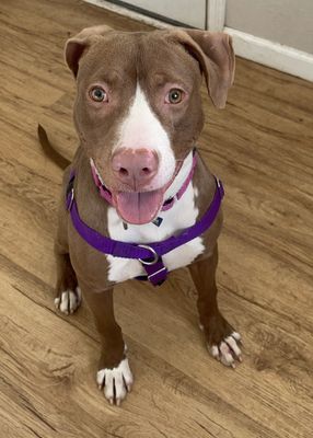 *VERA VERTO - Pit Bull Terrier available for adoption