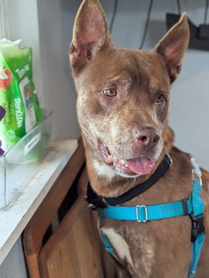 *RON WEASLEY - Australian Kelpie available for adoption