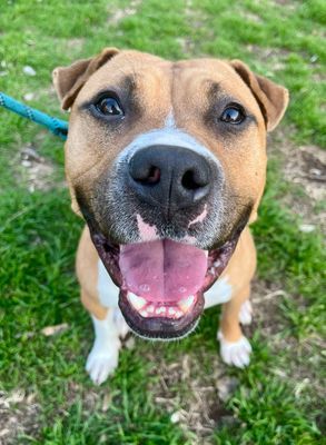 *GARY - American Bulldog available for adoption