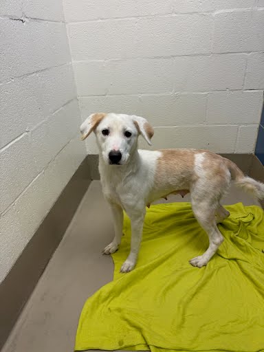 *MUFFIN - Labrador Retriever available for adoption