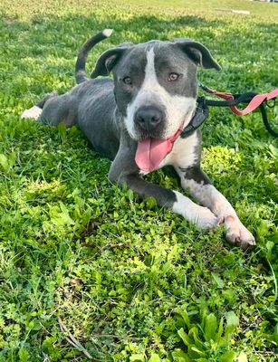 *ARCHIE - Pit Bull Terrier available for adoption