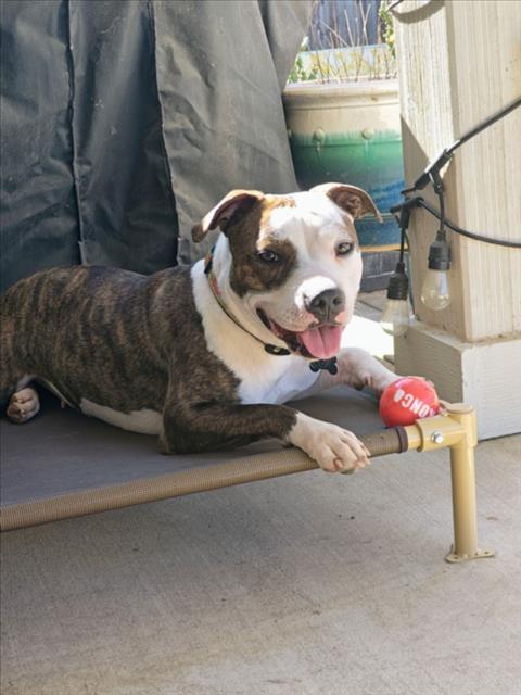 *RAINBOW - Pit Bull Terrier available for adoption