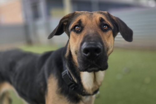 *NEVILLE - German Shepherd Dog available for adoption