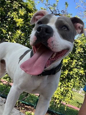 *HARPER - Pit Bull Terrier available for adoption