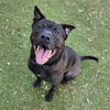 adoptable Dog in  named *LICORICE
