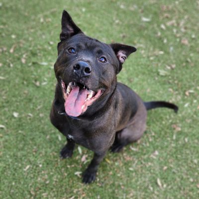 *LICORICE - Pit Bull Terrier / Chinese Shar-Pei available for adoption