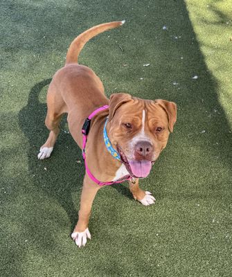 BUBBLES - Pit Bull Terrier available for adoption