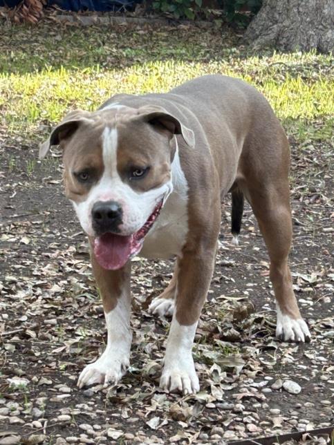 *MALONE - American Staffordshire Terrier / Mastiff available for adoption
